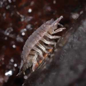 Porcellio scaber at Acton, ACT - 24 Jun 2021 11:03 AM