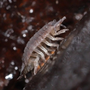 Porcellio scaber at Acton, ACT - 24 Jun 2021