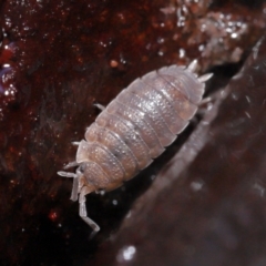 Porcellio scaber at Acton, ACT - 24 Jun 2021