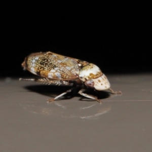 Cicadellidae (family) at Acton, ACT - 25 Jun 2021 11:05 AM