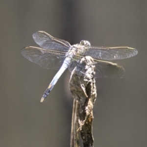 Orthetrum caledonicum at Higgins, ACT - 12 Jan 2019