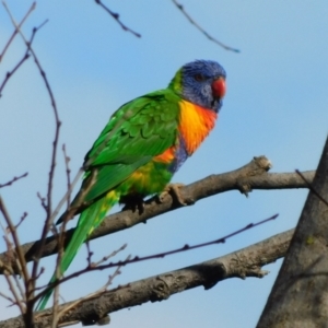 Trichoglossus moluccanus at Symonston, ACT - 26 Jun 2021