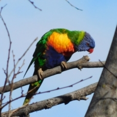 Trichoglossus moluccanus at Symonston, ACT - 26 Jun 2021