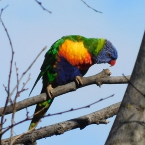 Trichoglossus moluccanus at Symonston, ACT - 26 Jun 2021