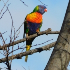 Trichoglossus moluccanus at Symonston, ACT - 26 Jun 2021