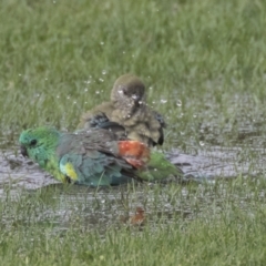 Psephotus haematonotus (Red-rumped Parrot) at Hawker, ACT - 9 Feb 2020 by AlisonMilton