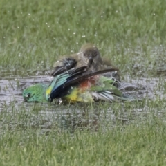 Psephotus haematonotus at Hawker, ACT - 10 Feb 2020