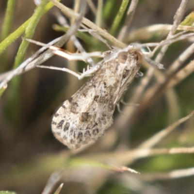 Nomophila corticalis (A Snout Moth) at Holt, ACT - 22 Sep 2018 by AlisonMilton