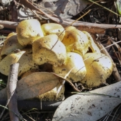 Unidentified Cap on a stem; gills below cap [mushrooms or mushroom-like] at Scullin, ACT - 20 Jun 2021 by AlisonMilton