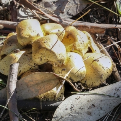 Unidentified Cap on a stem; gills below cap [mushrooms or mushroom-like] at Scullin, ACT - 20 Jun 2021 by AlisonMilton