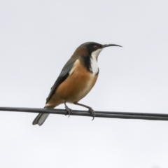 Acanthorhynchus tenuirostris (Eastern Spinebill) at Higgins, ACT - 17 Jun 2021 by AlisonMilton