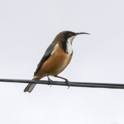 Acanthorhynchus tenuirostris (Eastern Spinebill) at Higgins, ACT - 17 Jun 2021 by AlisonMilton