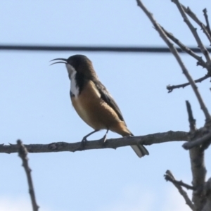 Acanthorhynchus tenuirostris at Higgins, ACT - 17 Jun 2021