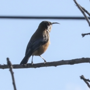 Acanthorhynchus tenuirostris at Higgins, ACT - 17 Jun 2021