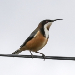 Acanthorhynchus tenuirostris at Higgins, ACT - 17 Jun 2021