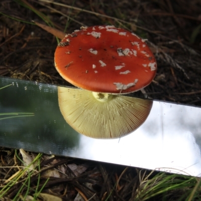Amanita muscaria (Fly Agaric) at Cotter River, ACT - 30 Apr 2021 by AlisonMilton