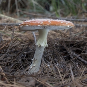 Amanita muscaria at Cotter River, ACT - 30 Apr 2021 12:18 PM