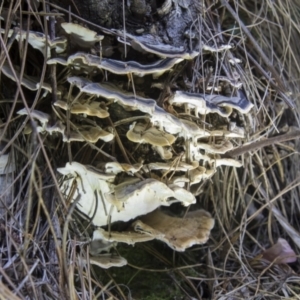 Trametes versicolor at Cotter River, ACT - 30 Apr 2021