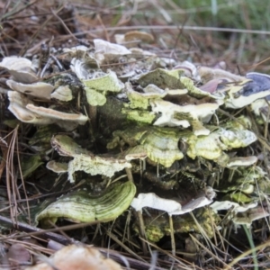 Trametes versicolor at Cotter River, ACT - 30 Apr 2021