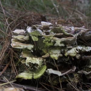 Trametes versicolor at Cotter River, ACT - 30 Apr 2021