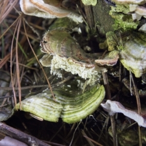 Trametes versicolor at Cotter River, ACT - 30 Apr 2021