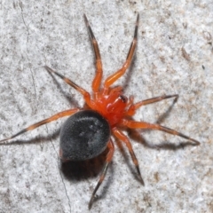 Nicodamidae (family) at Acton, ACT - 25 Jun 2021