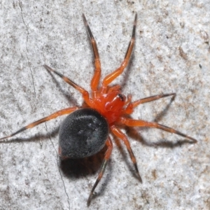 Nicodamidae (family) at Acton, ACT - 25 Jun 2021