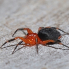 Nicodamidae (family) at Acton, ACT - 25 Jun 2021