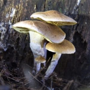 Gymnopilus sp. at Cotter River, ACT - 30 Apr 2021