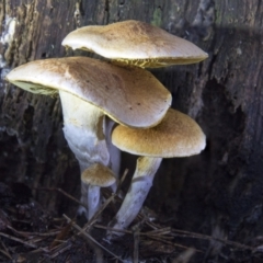 Gymnopilus sp. at Cotter River, ACT - 30 Apr 2021