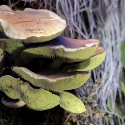 Unidentified Cap on a stem; gills below cap [mushrooms or mushroom-like] at Cotter River, ACT - 30 Apr 2021 by AlisonMilton
