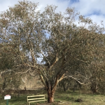 Eucalyptus pauciflora (A Snow Gum) at Googong Foreshore - 14 Jun 2021 by Tapirlord