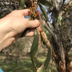 Eucalyptus pauciflora subsp. pauciflora at Googong Foreshore - 14 Jun 2021 10:36 AM