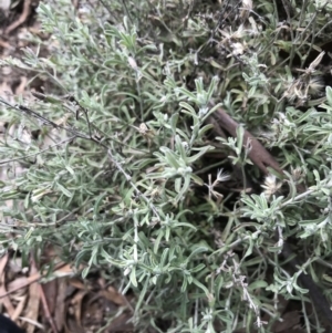 Vittadinia gracilis at Burra, NSW - 14 Jun 2021