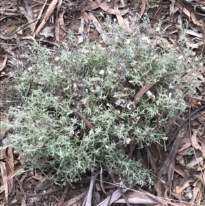 Vittadinia gracilis at Burra, NSW - 14 Jun 2021 10:41 AM