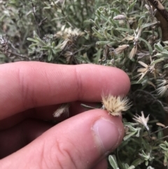 Vittadinia gracilis at Burra, NSW - 14 Jun 2021