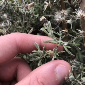 Vittadinia gracilis at Burra, NSW - 14 Jun 2021