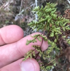 Cheilanthes sieberi (Rock Fern) at Burra, NSW - 14 Jun 2021 by Tapirlord