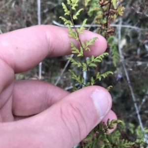 Cheilanthes sieberi at Burra, NSW - 14 Jun 2021