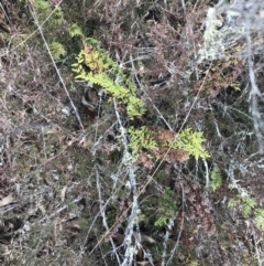 Cheilanthes sieberi at Burra, NSW - 14 Jun 2021