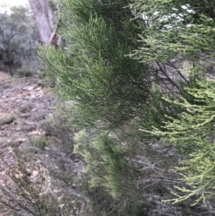 Callitris endlicheri (Black Cypress Pine) at Googong Foreshore - 14 Jun 2021 by Tapirlord