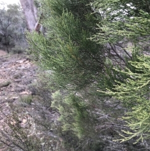 Callitris endlicheri at Burra, NSW - 14 Jun 2021