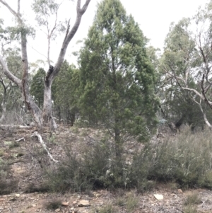 Callitris endlicheri at Burra, NSW - 14 Jun 2021