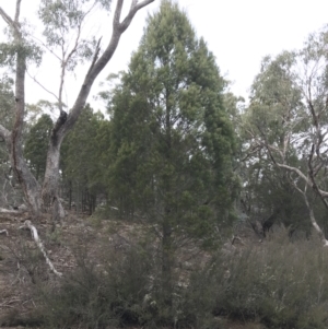 Callitris endlicheri at Burra, NSW - 14 Jun 2021