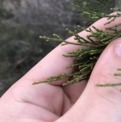 Callitris endlicheri at Burra, NSW - 14 Jun 2021