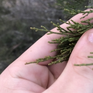 Callitris endlicheri at Burra, NSW - 14 Jun 2021