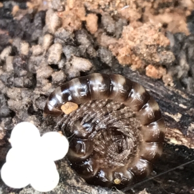 Diplopoda (class) (Unidentified millipede) at Googong Foreshore - 14 Jun 2021 by Tapirlord