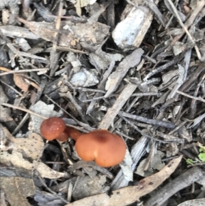 Laccaria sp. at Burra, NSW - 14 Jun 2021 10:55 AM