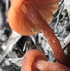 Laccaria sp. at Burra, NSW - 14 Jun 2021 10:55 AM