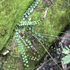 Asplenium flabellifolium (Necklace Fern) at Googong Foreshore - 14 Jun 2021 by Tapirlord